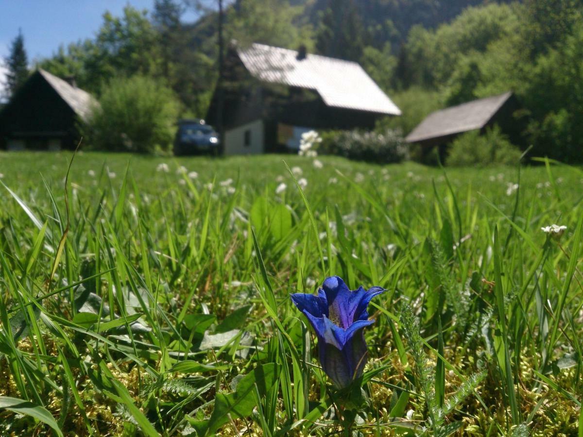 Apartmaji Zupancic Bohinj Exteriér fotografie